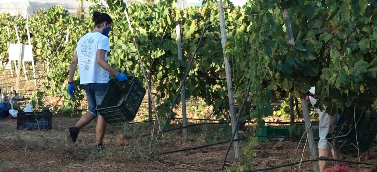 Imagen Reconocen un crédito a los estudiantes que participen en la vendimia y elaboración del vino Tomás Ferro